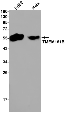 Western blot detection of TMEM161B in K562,Hela cell lysates using TMEM161B Rabbit pAb(1:1000 diluted).Predicted band size:56kDa.Observed band size:56kDa.
