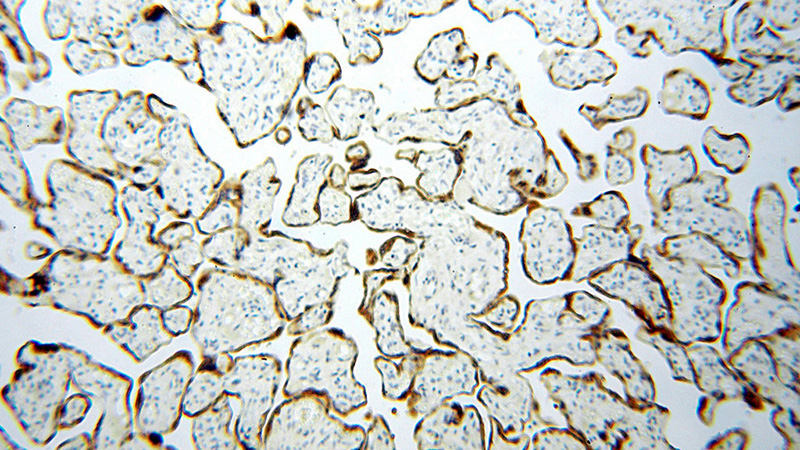 Immunohistochemical of paraffin-embedded human placenta using Catalog No:115738(STS antibody) at dilution of 1:100 (under 10x lens)