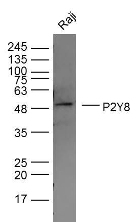 Fig1: Sample:; Raji Cell (Human) Lysate at 30 ug; Primary: Anti- P2Y8 at 1/300 dilution; Secondary: IRDye800CW Goat Anti-Rabbit IgG at 1/20000 dilution; Predicted band size: 66 kD; Observed band size: 50 kD
