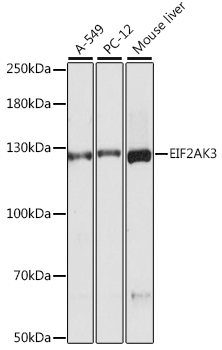 Western blot - EIF2AK3 Monoclonal Antibody 