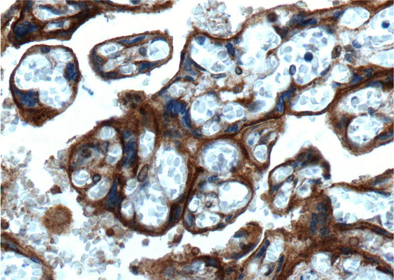 Immunohistochemistry of paraffin-embedded human placenta tissue slide using Catalog No:107057(Annexin IV Antibody) at dilution of 1:200 (under 40x lens).