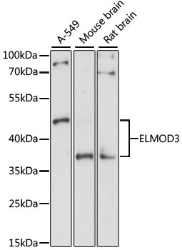 Western blot - ELMOD3 Polyclonal Antibody 