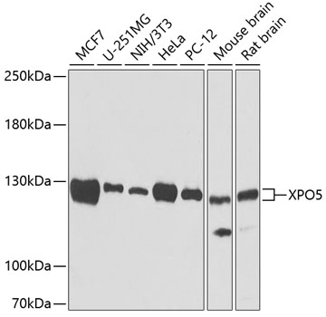 Western blot - XPO5 Polyclonal Antibody 