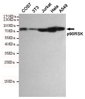 Western blot detection of p90RSK in COS7,3T3,Jurkat,Hela and A549 cell lysates using p90RSK mouse mAb(dilution 1:1000).Predicted band size:90KDa.Observed band size:90KDa.