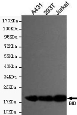 Western blot detection of Bid in 293T,Jurkat and A431 cell lysates using Bid mouse mAb (1:300 diluted).Predicted band size:22KDa.Observed band size:22KDa.