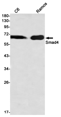 Western blot detection of Smad4 in C6,Ramos using Smad4 Rabbit mAb(1:1000 diluted)