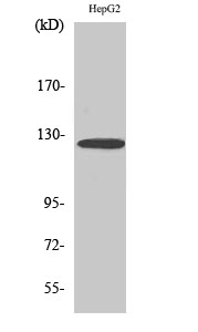Fig1:; Western Blot analysis of various cells using Fibulin-2 Polyclonal Antibody diluted at 1: 500