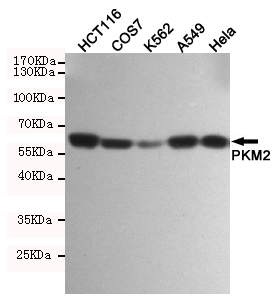 Western blot detection of PKM2 in HCT116,COS7,K562,A549 and Hela cell lysates using PKM2 mouse mAb (1:1000 diluted).Predicted band size:60KDa.Observed band size:60KDa.