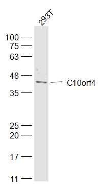 Fig2: Sample:; 293T(Human) Cell Lysate at 40 ug; Primary: Anti-C10orf4 at 1/300 dilution; Secondary: IRDye800CW Goat Anti-Rabbit IgG at 1/20000 dilution; Predicted band size: 38 kD; Observed band size: 38 kD