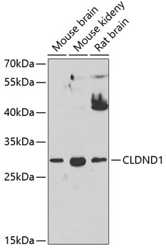 Western blot - CLDND1 Polyclonal Antibody 
