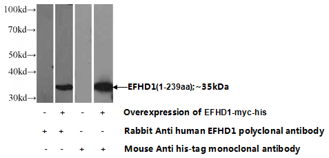 Transfected HEK-293 cells were subjected to SDS PAGE followed by western blot with Catalog No:110209(EFHD1 Antibody) at dilution of 1:1000
