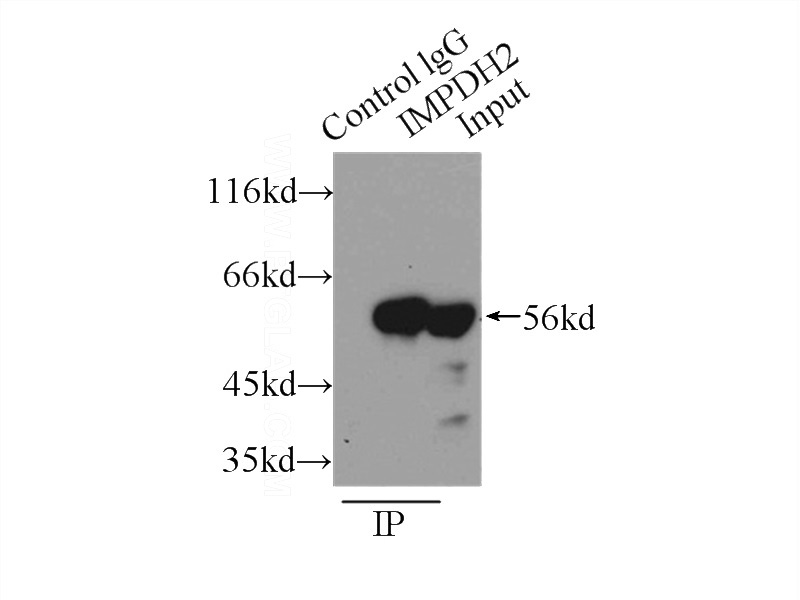 IP Result of anti-IMPDH2 (IP:Catalog No:111786, 3ug; Detection:Catalog No:111786 1:800) with K-562 cells lysate 4000ug.