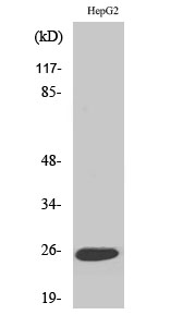 Fig1:; Western Blot analysis of various cells using LT-β Polyclonal Antibody