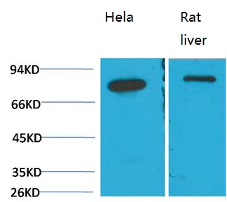 Western blot analysis of 1)Hela, 2) Rat LiverTissue with GRP78/Bip Mouse mAb diluted at 1:2,000.