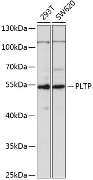 Western blot - PLTP Polyclonal Antibody 