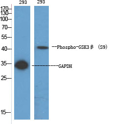 Western Blot analysis of various cells using Phospho-GSK3u03b2 (S9) Polyclonal Antibody