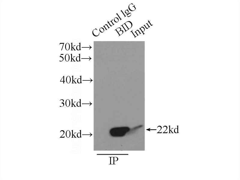 IP Result of anti-BID (IP:Catalog No:117142, 3ug; Detection:Catalog No:117142 1:1000) with HeLa cells lysate 3000ug.