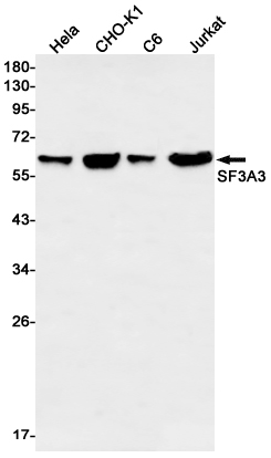 Western blot detection of SF3A3 in Hela,CHO-K1,C6,Jurkat cell lysates using SF3A3 Rabbit mAb(1:1000 diluted).Predicted band size:59kDa.Observed band size:59kDa.