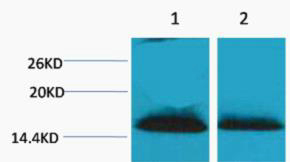 Fig1:; Western blot analysis of 1) Hela, 2) 3T3, diluted at 1:2000.. Secondary antibody（catalog#: HA1001) was diluted at 1:20000