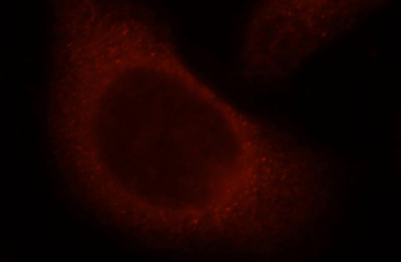 Immunofluorescent analysis of HepG2 cells, using ITGB1BP2 antibody Catalog No:111947 at 1:25 dilution and Rhodamine-labeled goat anti-rabbit IgG (red).