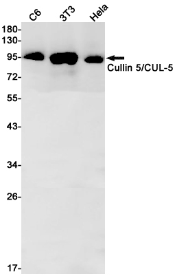 Western blot detection of Cullin 5/CUL-5 in C6,3T3,Hela cell lysates using Cullin 5/CUL-5 Rabbit pAb(1:1000 diluted).Predicted band size:91kDa.Observed band size:91kDa.