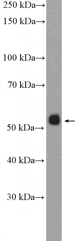 COLO 320 cells were subjected to SDS PAGE followed by western blot with Catalog No:113920(PKNOX1 Antibody) at dilution of 1:300