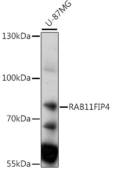 Western blot - RAB11FIP4 Polyclonal Antibody 