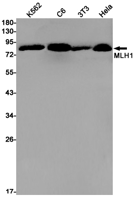 Western blot detection of MLH1 in K562,C6,3T3,Hela cell lysates using MLH1 Rabbit pAb(1:1000 diluted).Predicted band size:85kDa.Observed band size:85kDa.