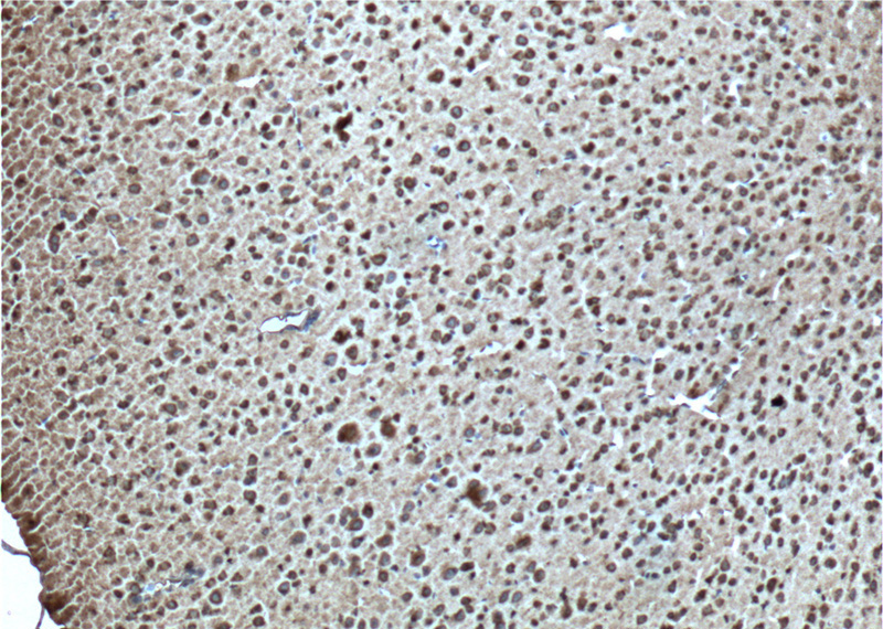 Immunohistochemistry of paraffin-embedded mouse brain tissue slide using Catalog No:109647(CXCR7-Specific Antibody) at dilution of 1:100 (under 10x lens). heat mediated antigen retrieved with Tris-EDTA buffer(pH9).