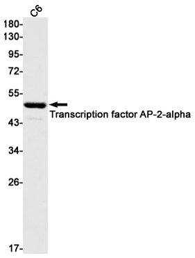 Western blot detection of AP-2-alpha in C6 cell lysates using AP-2-alpha Rabbit mAb(1:1000 diluted).Predicted band size:48kDa.Observed band size:48kDa.