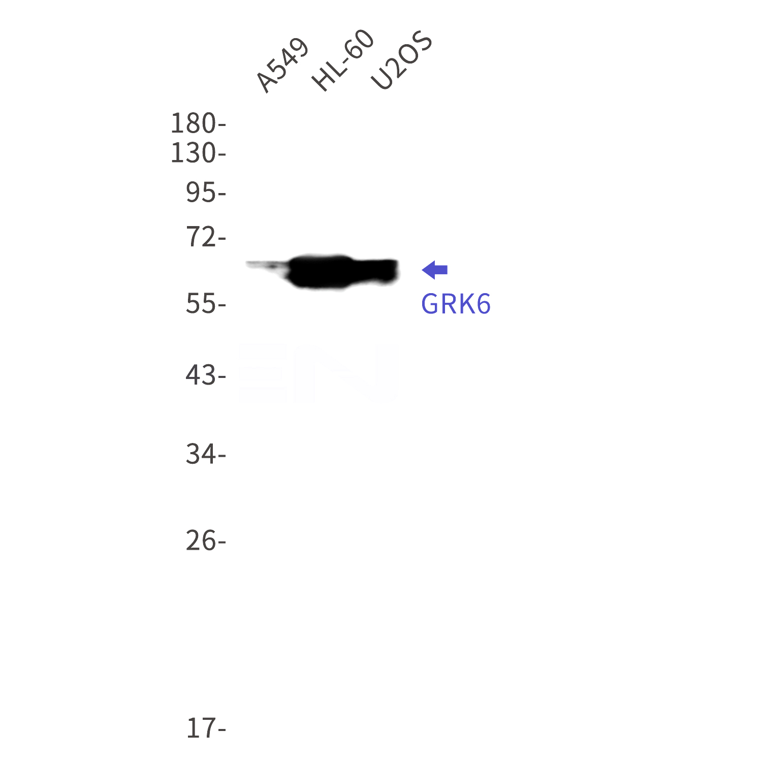 Western blot detection of GRK6 in A549,HL-60,U2OS cell lysates using GRK6 Rabbit mAb(1:1000 diluted).Predicted band size:66kDa.Observed band size:66kDa.