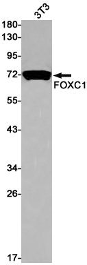 Western blot detection of FOXC1 in 3T3 cell lysates using FOXC1 Rabbit pAb(1:1000 diluted).Predicted band size:57kDa.Observed band size:75kDa.