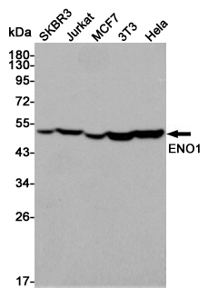 Western blot analysis of ENO1 expression in SKBR3,Jurkat,MCF7,3T3 and Hela cell lysates using ENO1 antibody at 1/3000 dilution.Predicted band size:47KDa.Observed band size:47KDa.