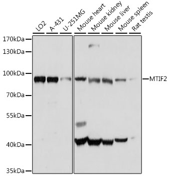 Western blot - MTIF2 Polyclonal Antibody 