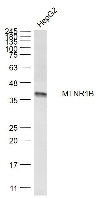 Fig4: Sample:; HepG2(Human) Cell Lysate at 30 ug; Primary: Anti- MTNR1B at 1/1000 dilution; Secondary: IRDye800CW Goat Anti-Rabbit IgG at 1/20000 dilution; Predicted band size: 40 kD; Observed band size: 40 kD