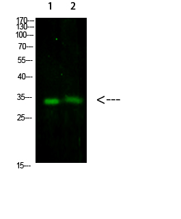 Fig1:; Western Blot analysis of 1,293T 2,mouse-brain cells using primary antibody diluted at 1:1000(4°C overnight). Secondary antibody：Goat Anti-rabbit IgG IRDye 800( diluted at 1:5000, 25°C, 1 hour)