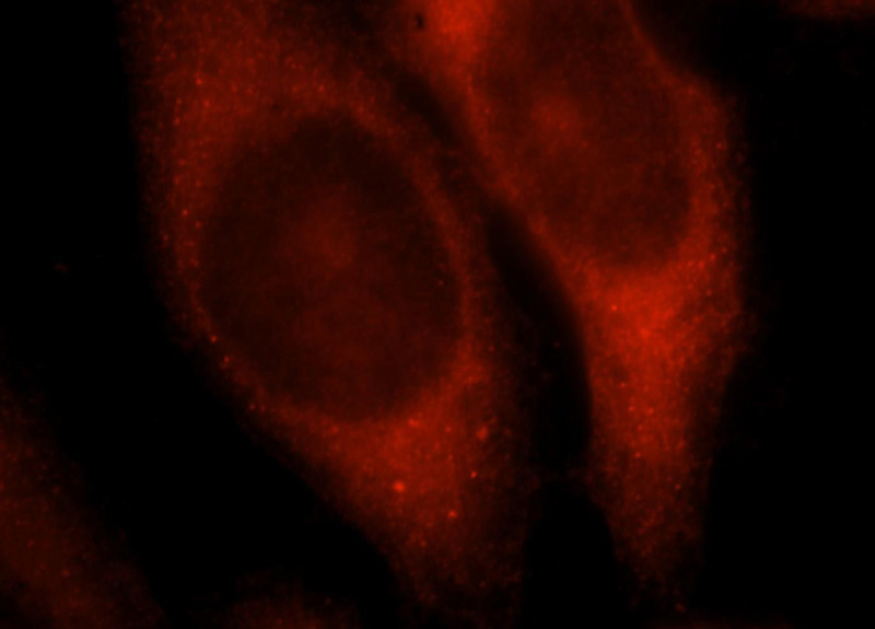 Immunofluorescent analysis of HepG2 cells, using YWHAQ antibody Catalog No:107658 at 1:25 dilution and Rhodamine-labeled goat anti-rabbit IgG (red).