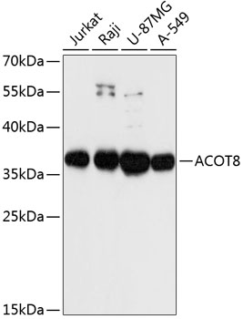 Western blot - ACOT8 Polyclonal Antibody 