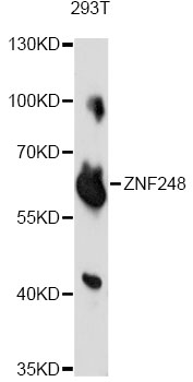 Western blot - ZNF248 Polyclonal Antibody 