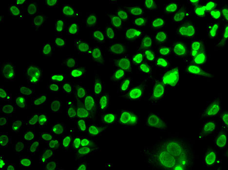 Immunofluorescence - SEPT7 Polyclonal Antibody 