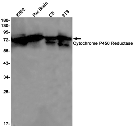 Western blot detection of Cytochrome P450 Reductase in K562,Rat Brain,C6,3T3 cell lysates using Cytochrome P450 Reductase Rabbit pAb(1:1000 diluted).Predicted band size:77kDa.Observed band size:77kDa.