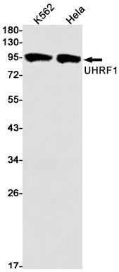 Western blot detection of UHRF1 in K562,Hela cell lysates using UHRF1 Rabbit mAb(1:1000 diluted).Predicted band size:89kDa.Observed band size:97kDa.