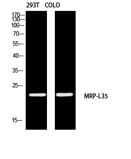 Fig1:; Western blot analysis of 293T COLO using MRP-L35 antibody. Antibody was diluted at 1:2000. Secondary antibody（catalog#：HA1001) was diluted at 1:20000