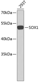 Western blot - SOX1 Polyclonal Antibody 