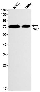 Western blot detection of PKR in K562,Hela cell lysates using PKR Rabbit mAb(1:1000 diluted).Predicted band size:62kDa.Observed band size:74kDa.