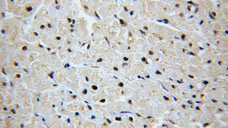 Immunohistochemical of paraffin-embedded human heart using Catalog No:111004(GNL1 antibody) at dilution of 1:100 (under 40x lens)