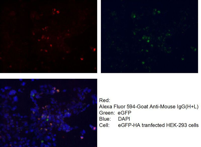 Immunofluorescent analysis of Transfected HEK-293 cells using Catalog No:117325(HA-tag Antibody) at dilution of 1:50 and Alexa Fluor 488-congugated AffiniPure Goat Anti-Mouse IgG(H+L)