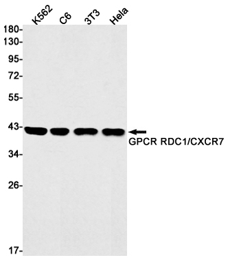 Western blot detection of GPCR RDC1/CXCR7 in K562,C6,3T3,Hela cell lysates using GPCR RDC1/CXCR7 Rabbit mAb(1:1000 diluted).Predicted band size:42kDa.Observed band size:42kDa.