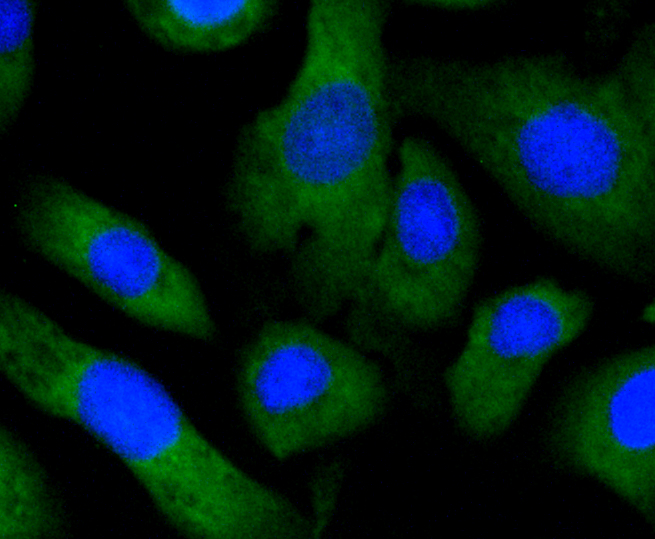 Immunofluorescence - EGLN2 Monoclonal Antibody 