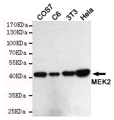 Western blot detection of MEK2 in C6,COS7,3T3 and Hela cell lysates using MEK2 rabbit pAb (1:1000 diluted).Predicted band size: 44KDa.Observed band size: 44KDa.